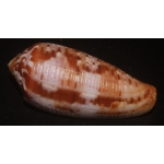 Conus circumsisus